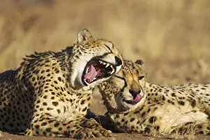 Brothers: Cheetah - two brothers - grooming and yawning -
