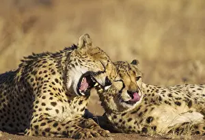 Brothers: Cheetah - two brothers - grooming and yawning -