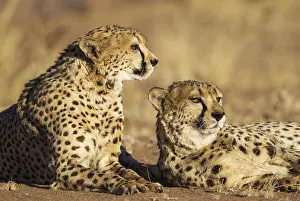 Photographed: Cheetah - two brothers - resting - photographed