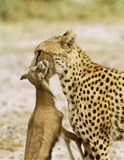 Killing: Cheetah carrying Springbok