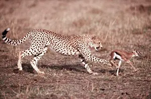 Sequence: Cheetah catching baby Thomson's Gazelle