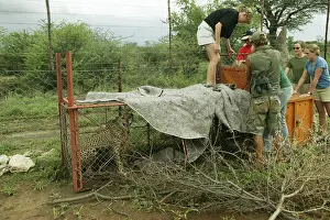 Traps: Cheetah - caught in cage