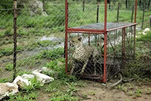 Traps: Cheetah - caught in cage