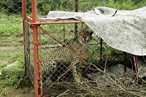 Traps: Cheetah - caught in cage