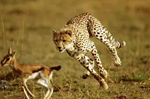 Thomsons: Cheetah - chasing baby Thomson's gazelle