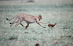 Speed: CHEETAH - chasing gazelle