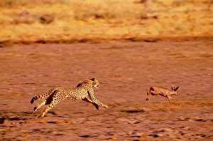 Campestris: Cheetah - chasing Steenbok (Raphicerus campestris)
