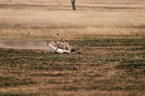 Thomsons: CHEETAH - chasing ThomsonIs gazelle prey