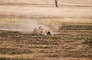 Thomsons: CHEETAH - chasing ThomsonIs gazelle prey