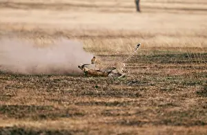 Thomsons: CHEETAH - chasing ThomsonIs gazelle prey
