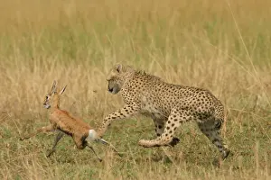 Thomson: Cheetah - Chasing Thomson's Gazelle