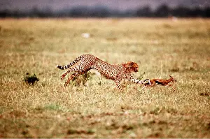 Sequence: CHEETAH - chasing Thomson's Gazelle