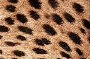 Cheetahs: CHEETAH - close-up of fur showing spot pattern