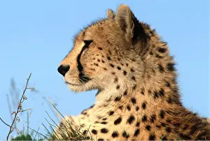 Cheetahs: CHEETAH - close-up of head