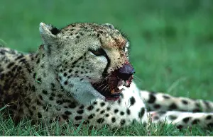Cheetahs: CHEETAH - close-up of head, blood on face