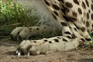Nails: Cheetah - close-up of leg and foot showing claws