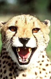 Staring: CHEETAH - close-up, snarling