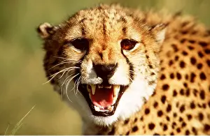 Staring: CHEETAH - close-up snarling