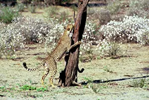 Clawing: Cheetah - Coalition of two male cheetahs, one clawing
