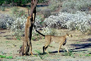Clawing: Cheetah - Coalition of two male cheetahs scent