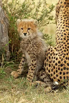 Cheetah: Cheetah cub, 4-5 mmonth old, Masai Mara Game Reserve, Kenya