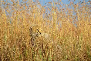 Tall: Cheetah - cub half-hidden in tall dry grass