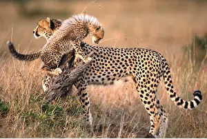 Cheetahs: CHEETAH - and cub playing