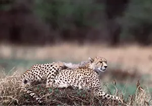 Cheetahs: CHEETAH - and cub, on back resting