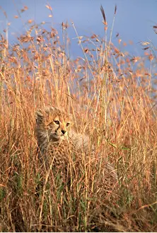 Cheetahs: CHEETAH - cub in savannah grass