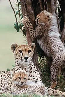 Cheetahs: CHEETAH - With cubs