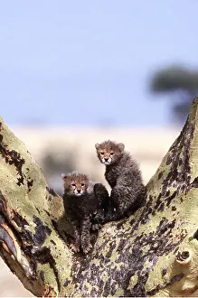 Fever: Cheetah Cubs - In fever tree