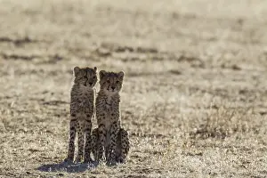 Siblings: Cheetah - two cubs - Kalahari Desert, Kgalagadi