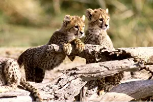 Chris Harvey: CHEETAH - cubs on log