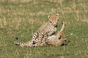 Submissive: Cheetah - two cubs playing