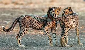 Malilangwe: Cheetah cubs playing