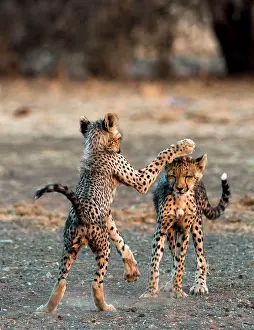 Malilangwe: Cheetah cubs playing