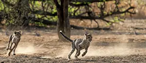 Malilangwe: Cheetah cubs playing