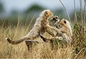 Cheetahs: CHEETAH - cubs playing, showing furry mane of youngsters