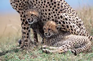 Cheetah: CHEETAH & two cubs sheltering with mother