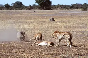 Cheetahs: CHEETAH - Defending Impala kill from Warthog