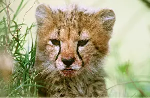 Cheetahs: CHEETAH - face of cub, close-up showing blood
