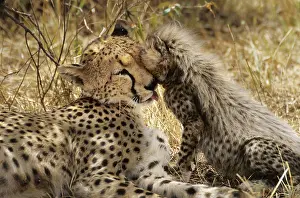 Hatchlings: Cheetah family (Acinonyx jubatus)