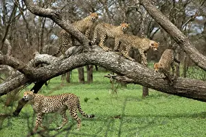 Starts: Cheetah family in trees - Mother Cheetah starts