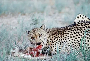 Cheetahs: CHEETAH - feeding Springbok lamb