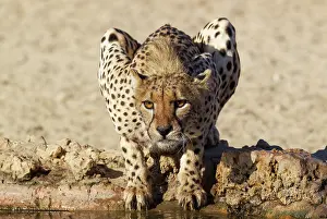 Made: Cheetah. Female. Drinking at a man-made waterhole