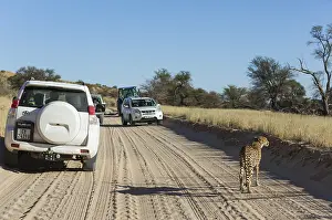 311017: Cheetah - female on an earth road next to tourist