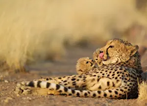 Nearby: Cheetah - female licking lips with its two 40 days