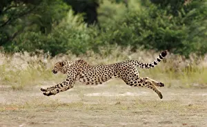 Speed: Cheetah - female - running