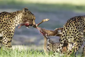 Marsupialis: Cheetah - female and her two subadult female cubs