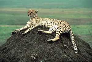 Termite: CHEETAH - Female on termite mound